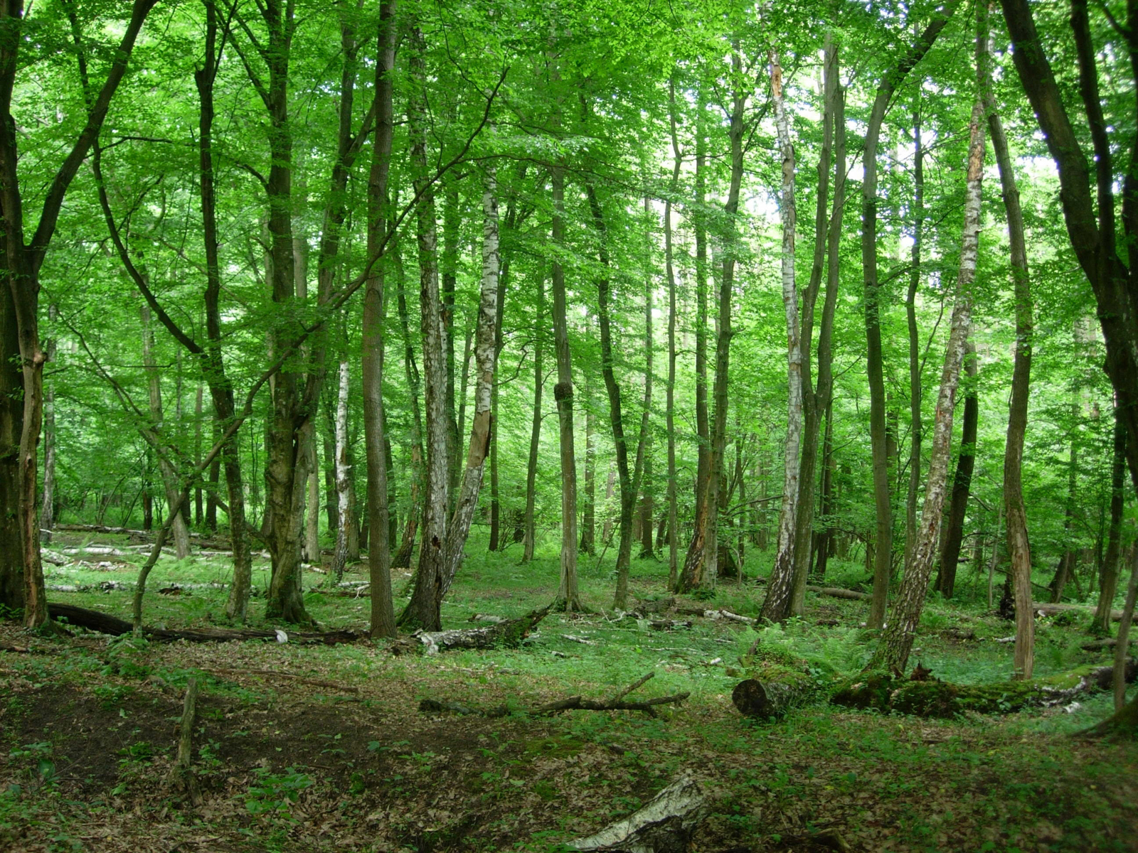 Az erdőket is érintette a belső-somogyi vízi világ védelmére indított program