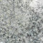 Fenyőerdő Pilisszentivánon – Fotó: Gribek Dániel