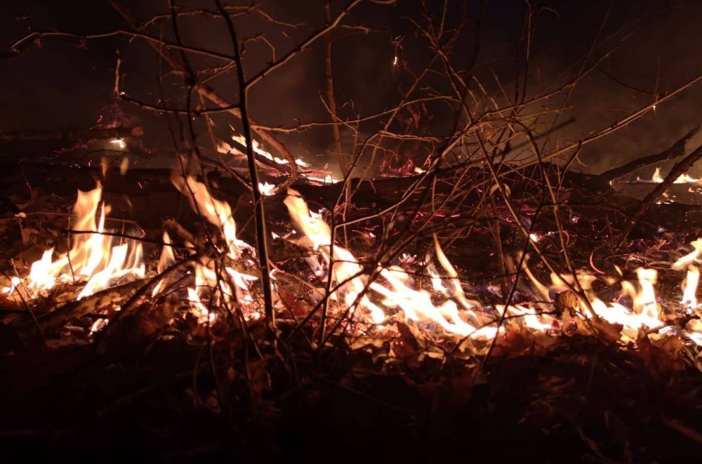 A tűzgyújtási tilalom ellenére ismét erdészeknek kellett tüzet oltaniuk