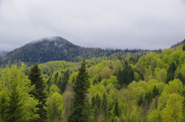 Veszprémi erdészek ismerkedtek a székelyföldi erdőgazdálkodással