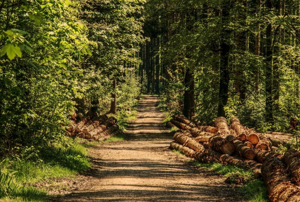 Erdőökológusok vadítják vissza az erdőket egy természetvédelmi program keretében