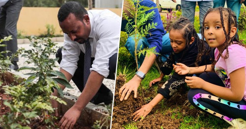 Több mint 200 millió fát ültettek el egyetlen nap alatt Etiópiában