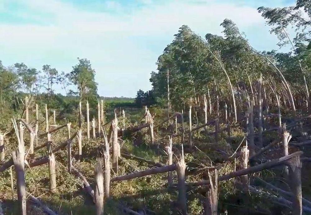 Letarolta a vihar a nyírségi faültetvényt - Drónvideó