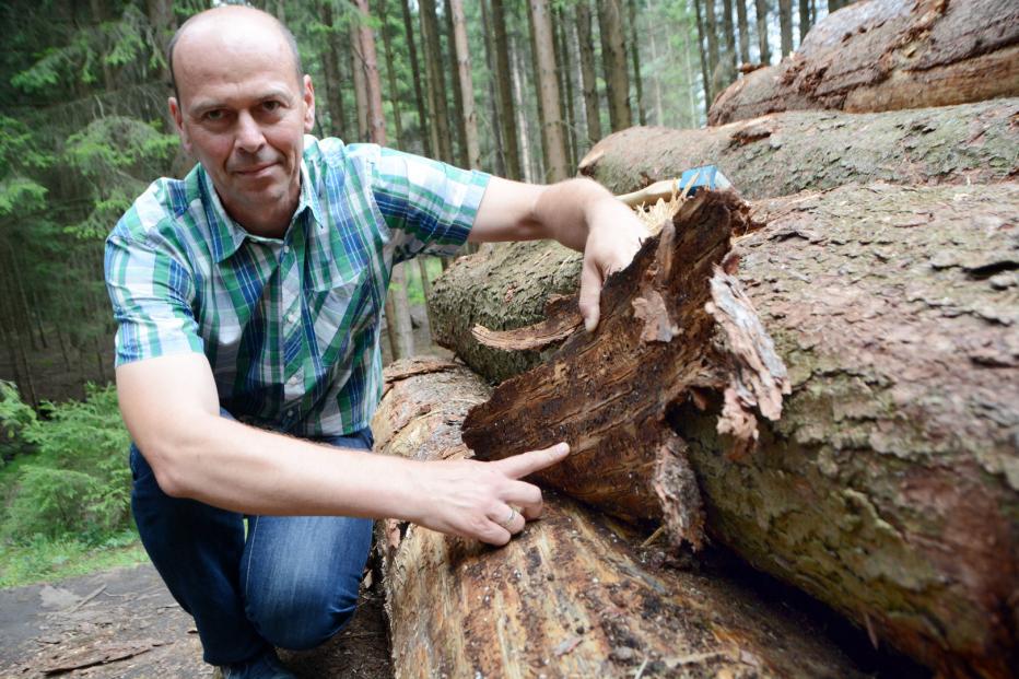 A holtfa lehet a megoldás? - Ausztriában hátrahagynák a szúkár miatt elpusztult fákat