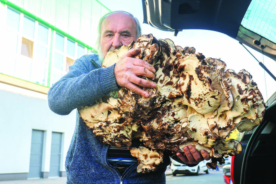 Tizenhat kilós gombát találtak a pósteleki erdőben