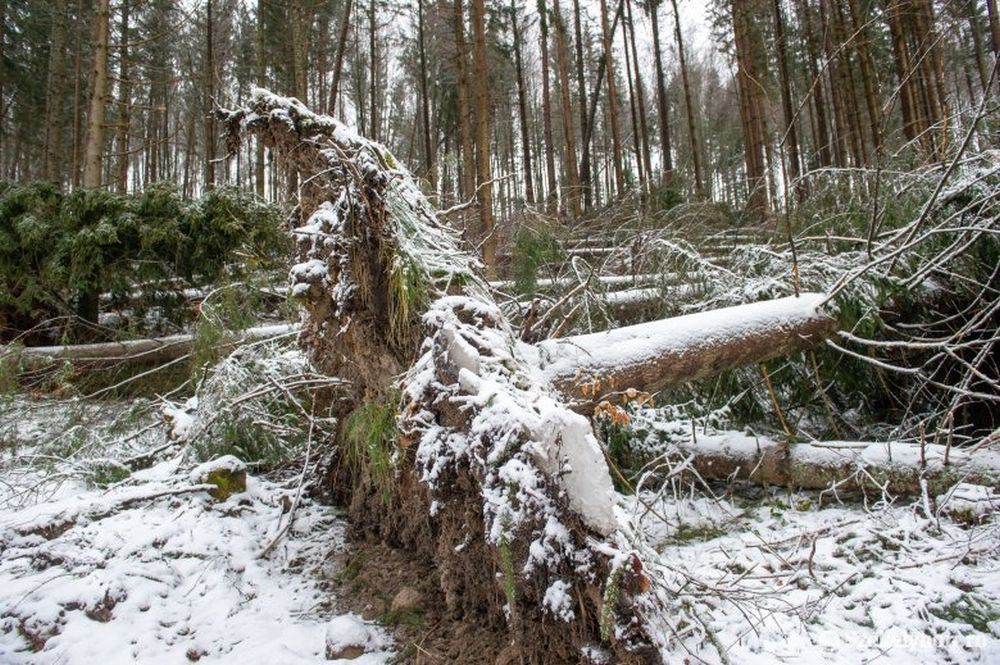 Kétszázezer köbméternyi fa dőlt ki a székelyvarsági erdőkben