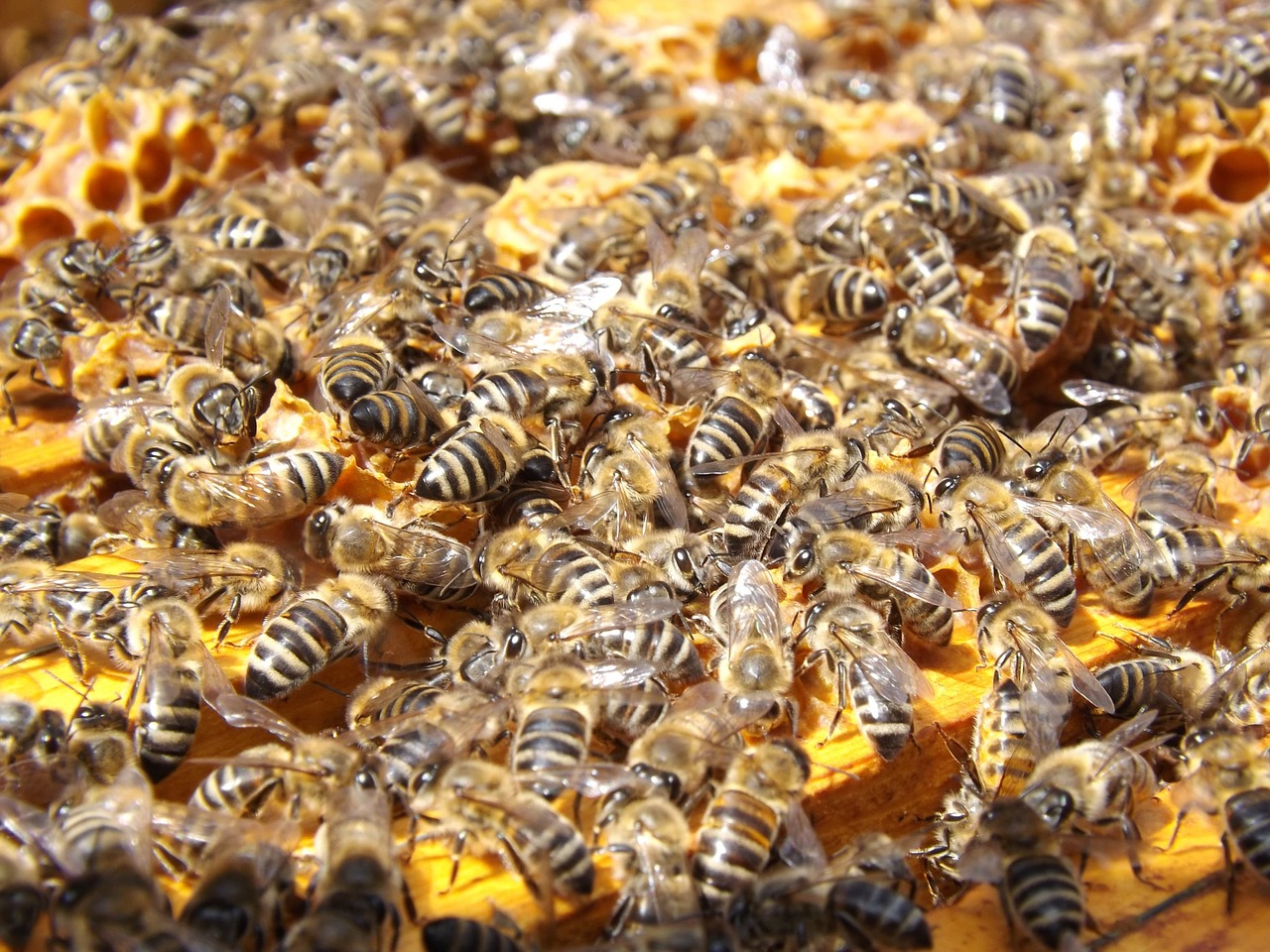 Koronavírus - Minden hazai méhész szabadon gyakorolhatja tevékenységét - lakhely-elhagyási korlátozások esetén is