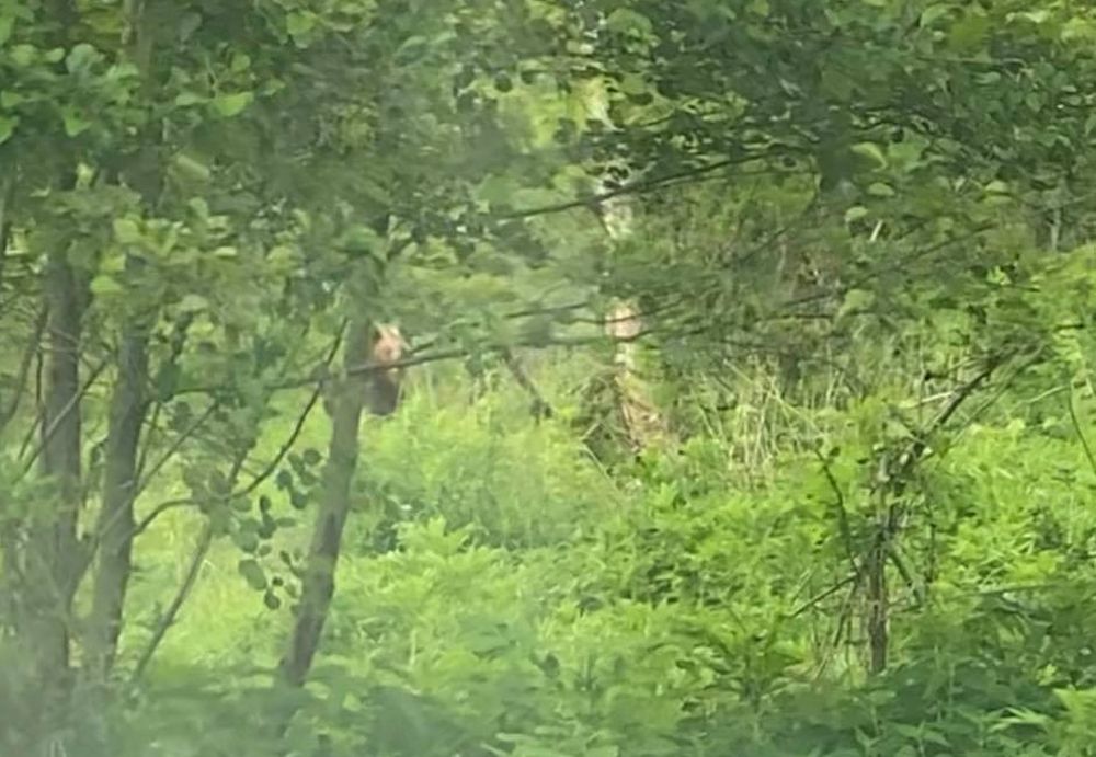 Medvét látott a nógrádi fakitermelő az erdészeti gépektől párszár méterre (+Fotó)