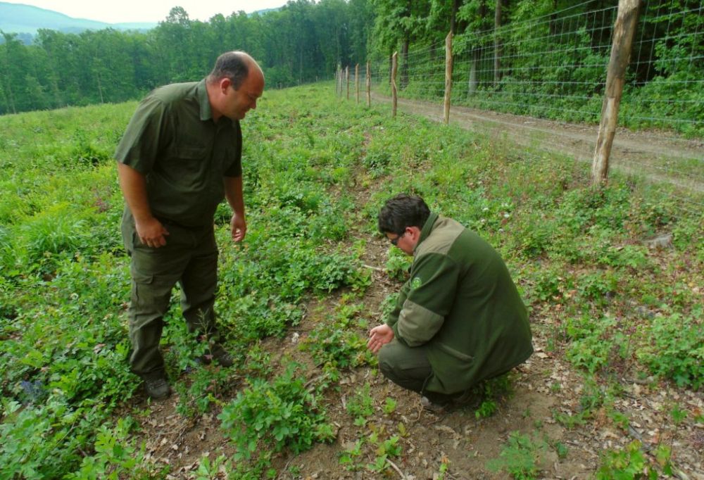 Egymillió facsemetét ültetett, 280 hektáron újított fel erdőt  a Vértesi Erdő Zrt.
