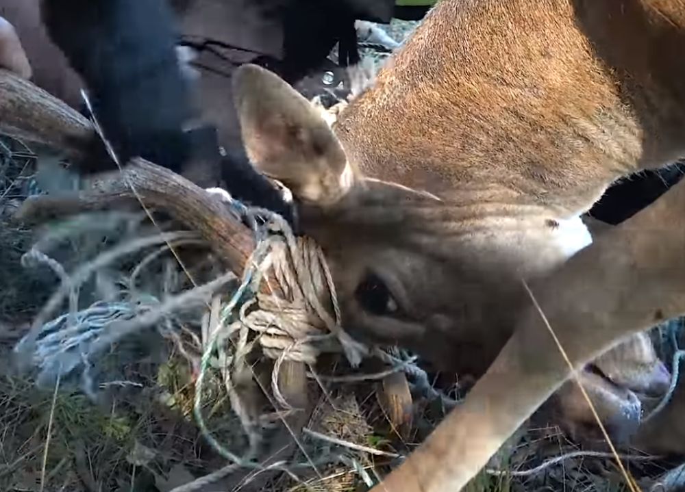 Videón, ahogy erdészek és tűzoltók mentettek drótba akadt dámbikát