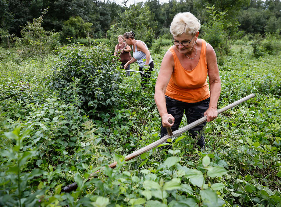 Kaszáló asszonyok az erdőben - Hiába az erdészeti gépesítés, a kézi munkaerő még mindig fontos