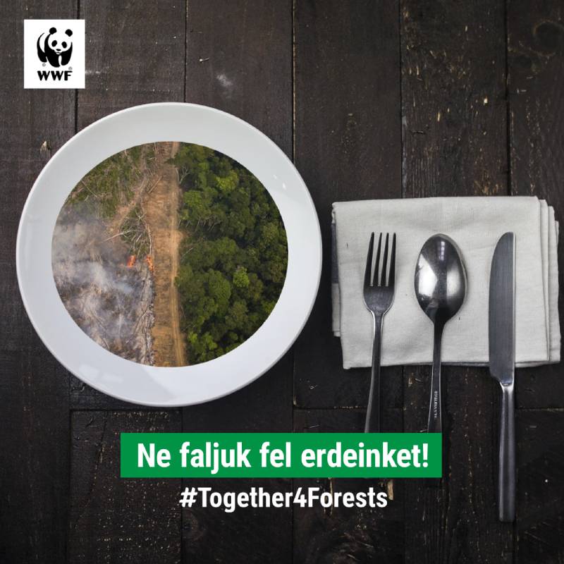 Több mint egymillió aláírás egy erős erdővédelmi törvényért