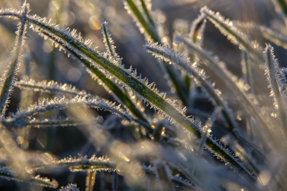 Nagykanizsa, 2020. november 21. Deres növények Nagykanizsa közelében napfelkeltekor 2020. november 21-én. A térségben hajnalban több helyen -2 Celsius-fok hideget is mértek. MTI/Varga György