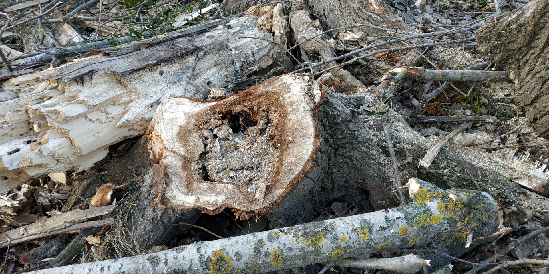 Kivágták a veszélyes fákat a Duna-parton