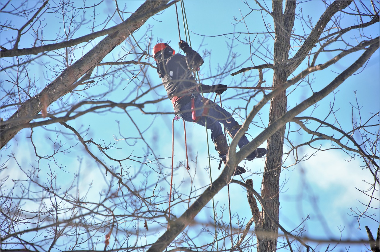 Sérülés miatt nem tudott lemászni a fáról a favágó - tűzoltók mentették meg