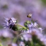 A biodiverzitás jelentős a facéliatábla szegélyében és belsejében is, a méhek aktívak a lilába borult területen