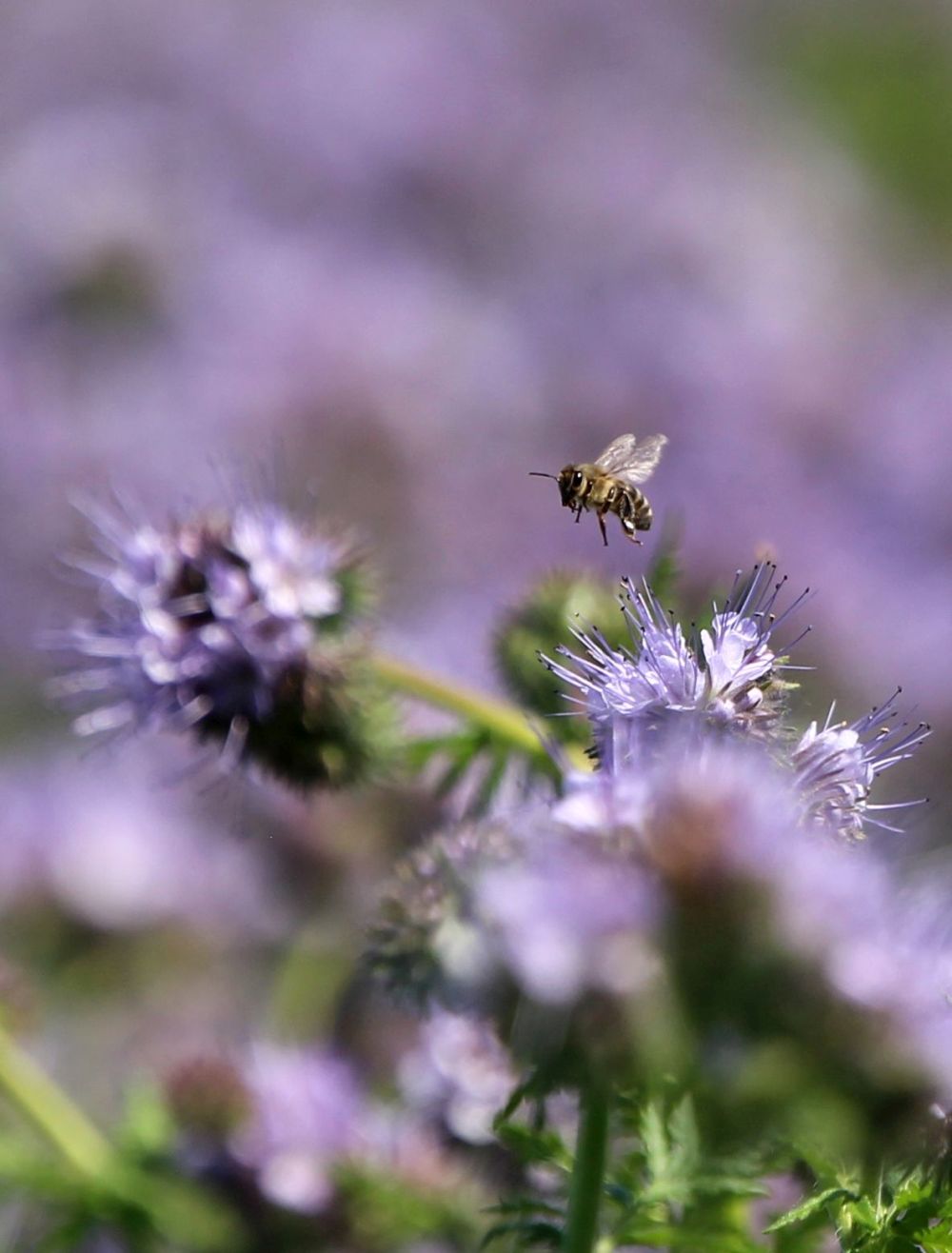 A biodiverzitás jelentős a facéliatábla szegélyében és belsejében is, a méhek aktívak a lilába borult területen