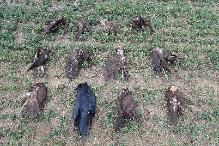 MME: már csaknem száz, méregtől elpusztult madarat találtak Tura térségében