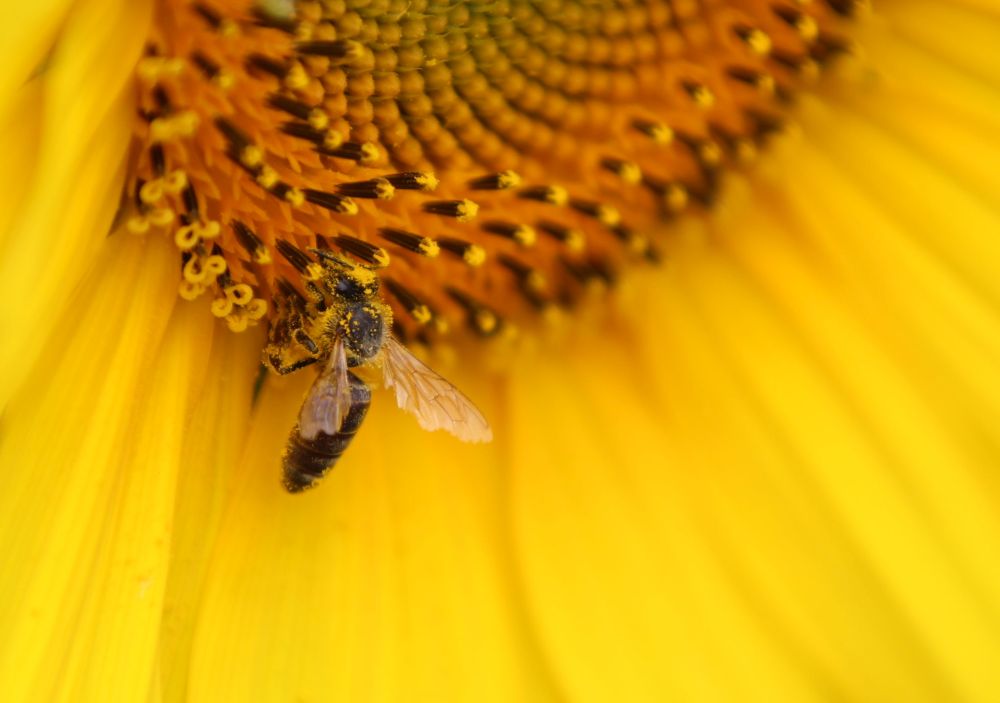 Önálló célkitűzés a beporzók, a méhek védelme – Fotó: Gribek Dániel