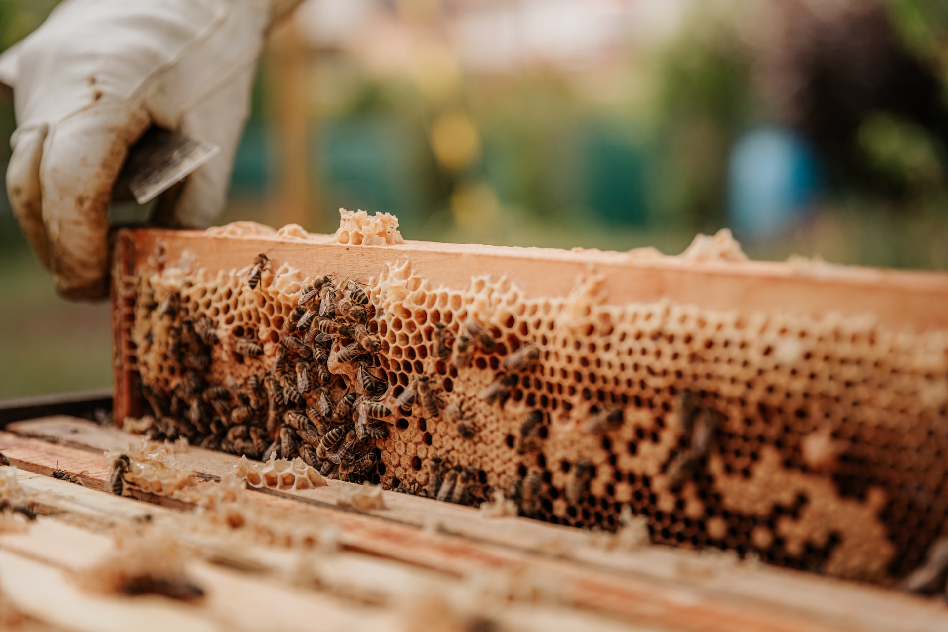 Egy horvátországi gazdaság „hotelt” kínál a méheknek