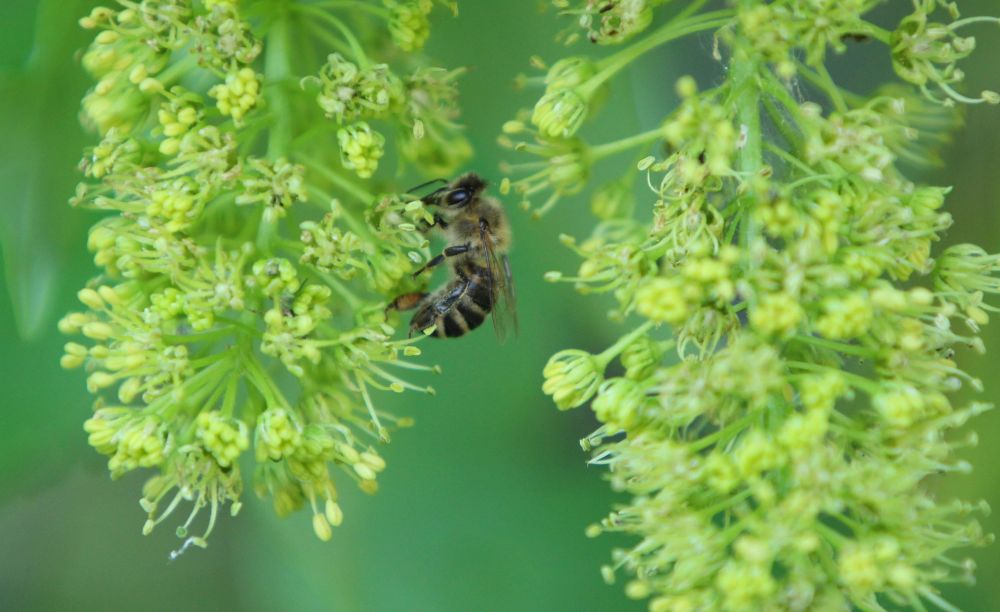 Izgalmas együttműködés az erdészeti csemetetermelők és a méhészek között