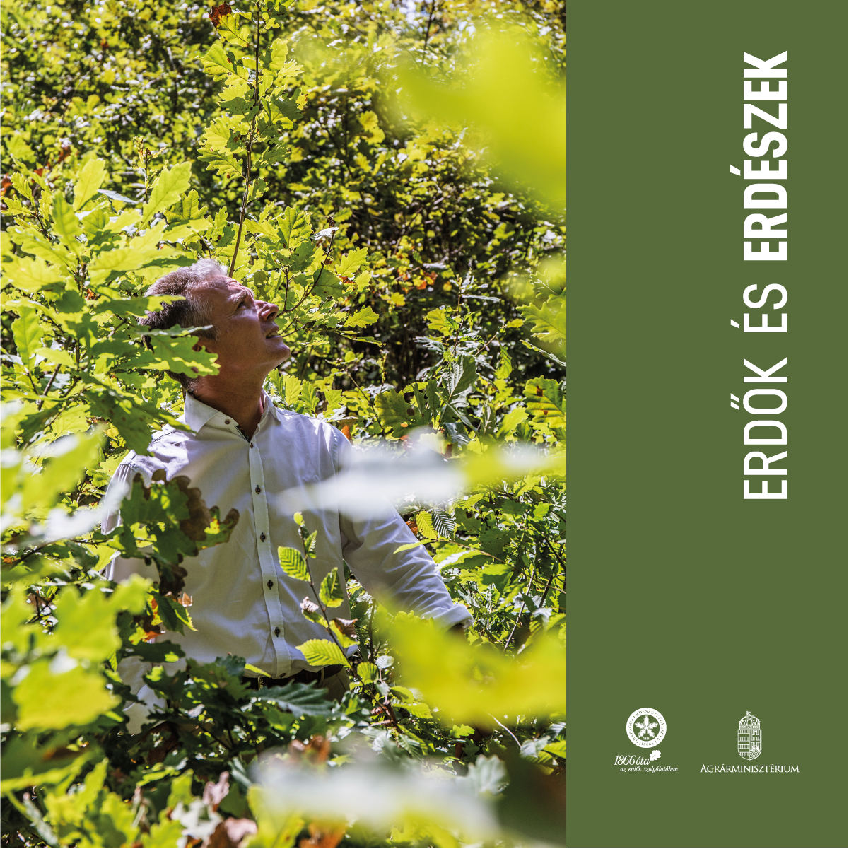 Erdők és erdészek - Az OEE kampánya erdő és ember kapcsolatáról