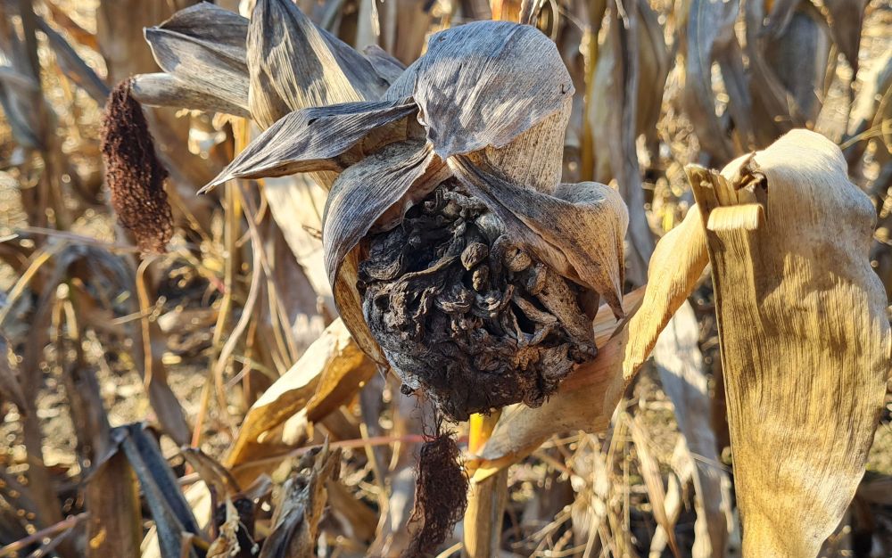 A gímszarvas csőrágása következtében megjelenő golyvás üszög komoly problémát okoz a kukoricatáblán