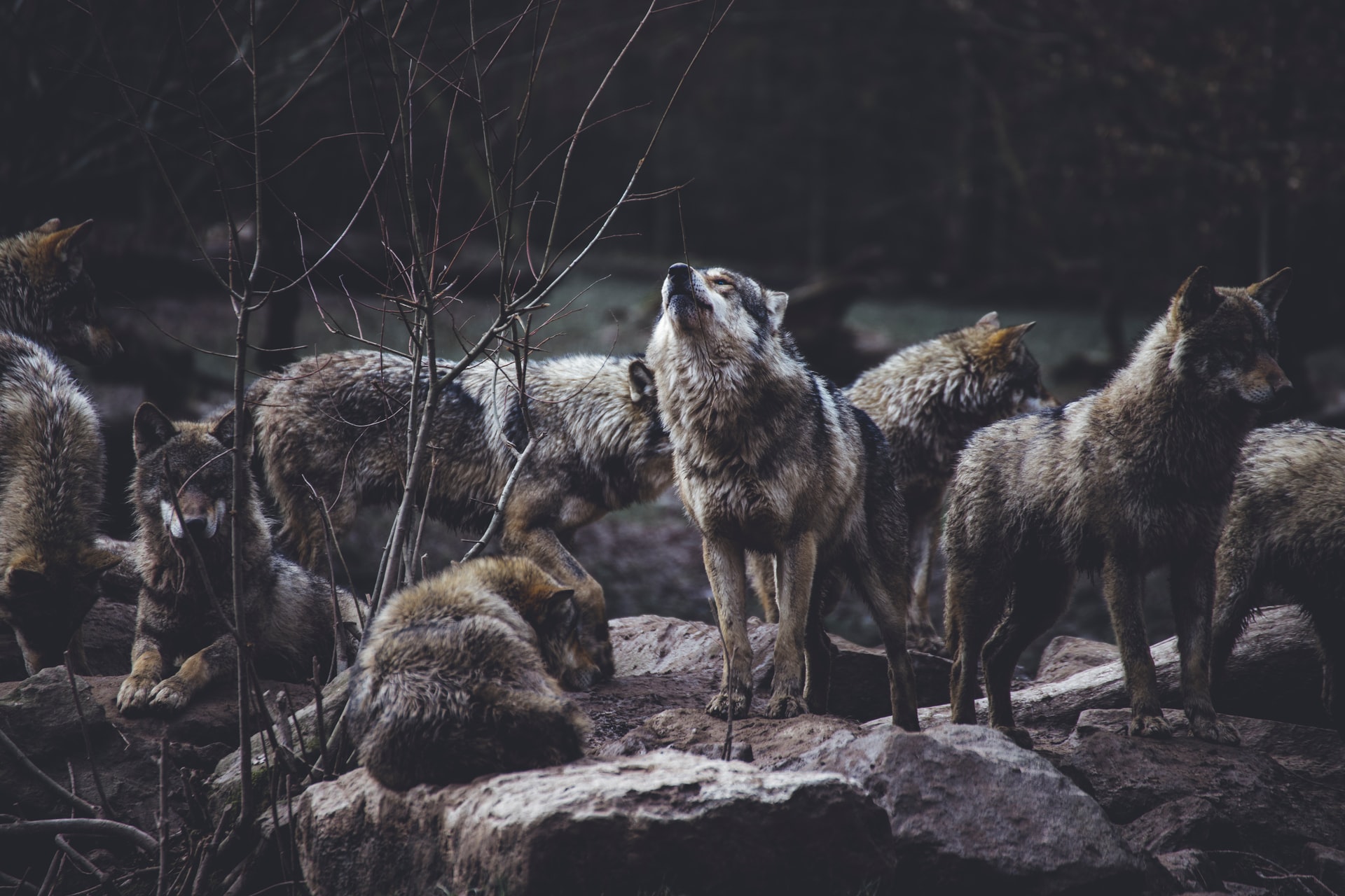 Jelentősen nőtt a farkaspopuláció és a farkastámadások száma is Németországban