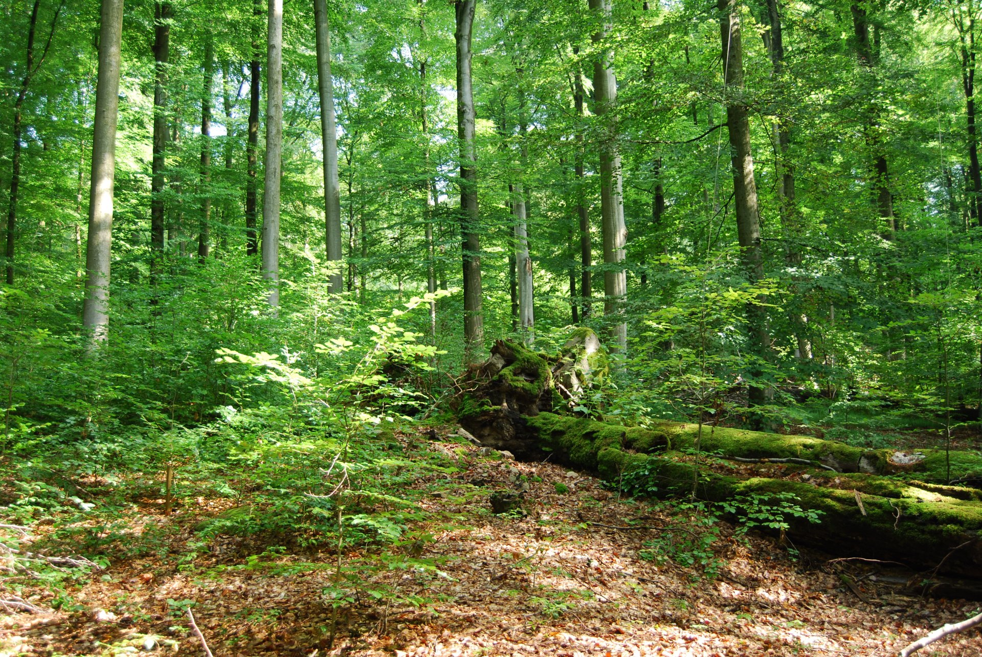 A Pilisi Parkerdő fő célja az erdő biodiverzitásának növelése