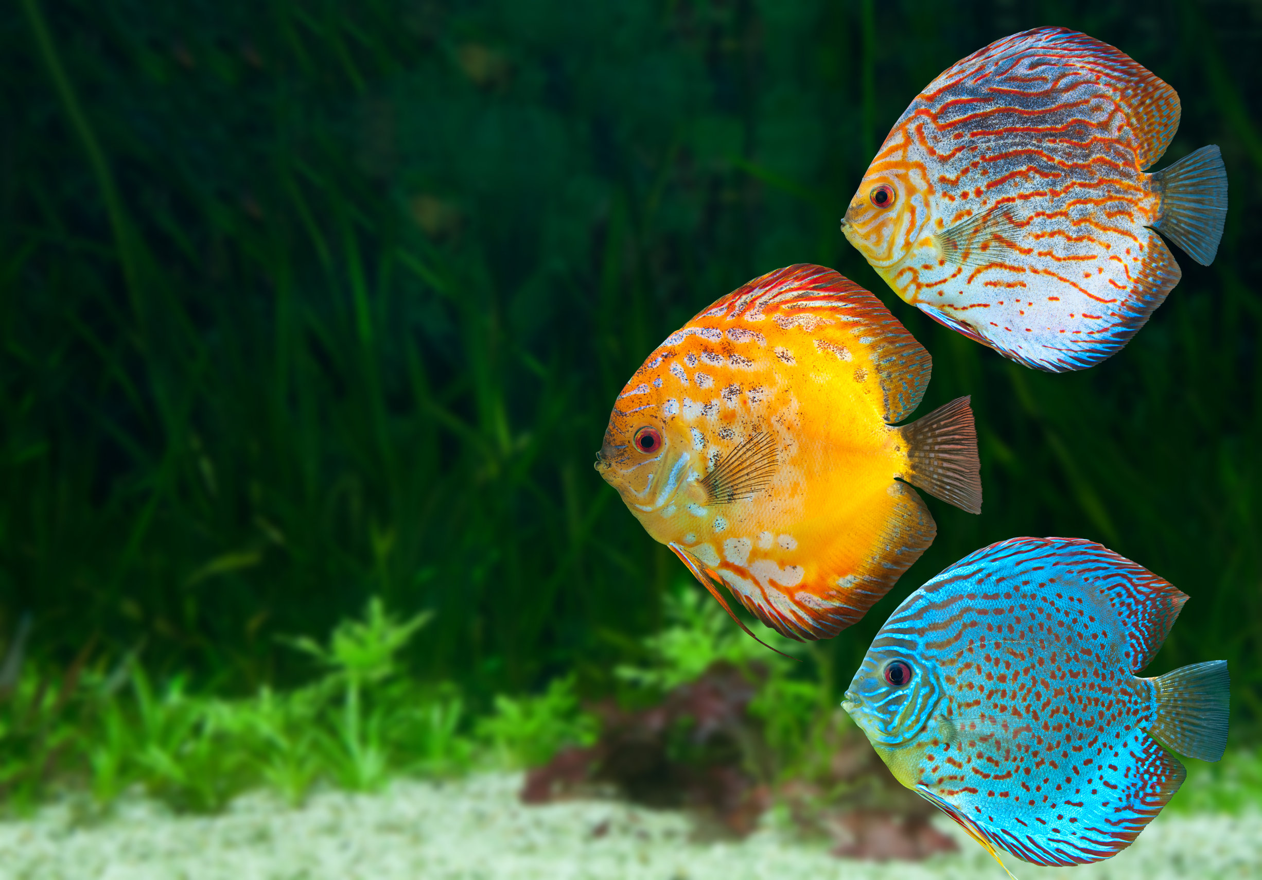 Haltípusok és akváriumok: melyik fajta milyen körülmények között érzi jól magát?