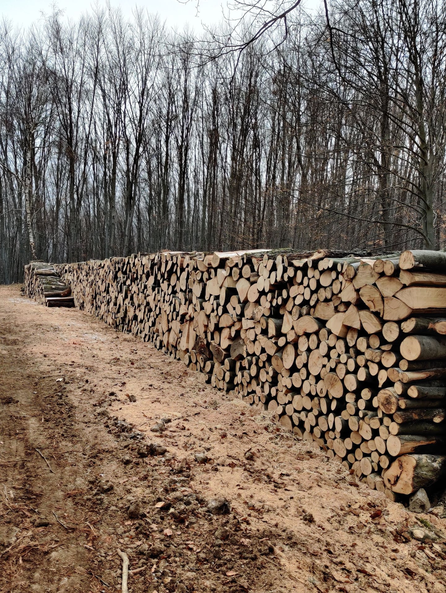 Szociális tűzifaprogram: mintegy 36 ezer köbméter fát szállít az Északerdő