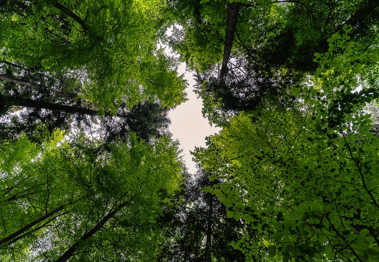 Az erdősítést, faültetést ösztönzi az új jogszabály Romániában