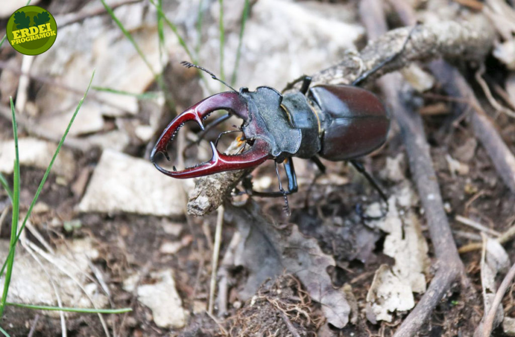 Felmérték a Nagykanizsa környéki erdők szaproxilofág bogarait