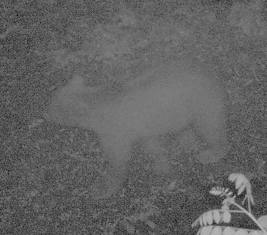 Vadkamerák segítéségvel felvétel készült az acsai medvéről