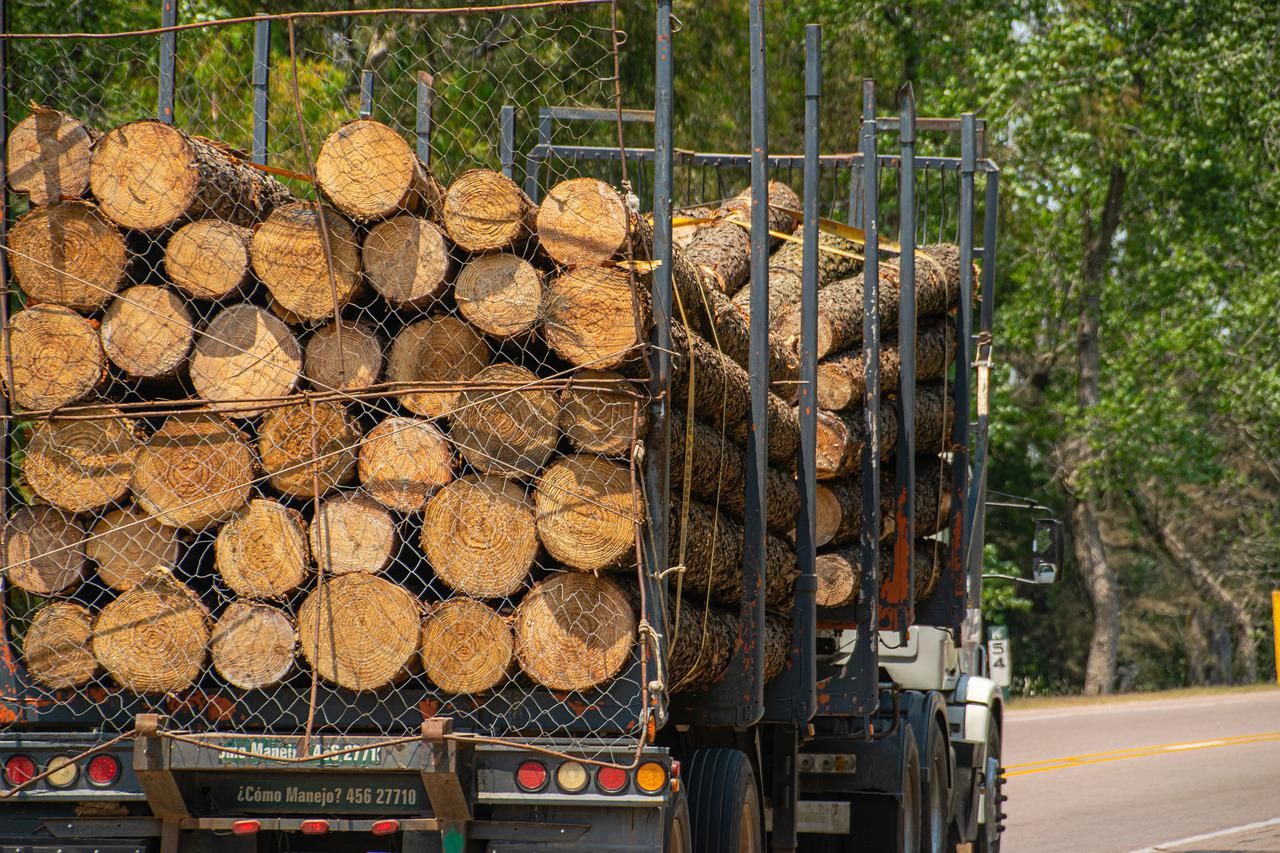 Nébih: javult a helyzet Zala megyében a faanyagkereskedelem terén