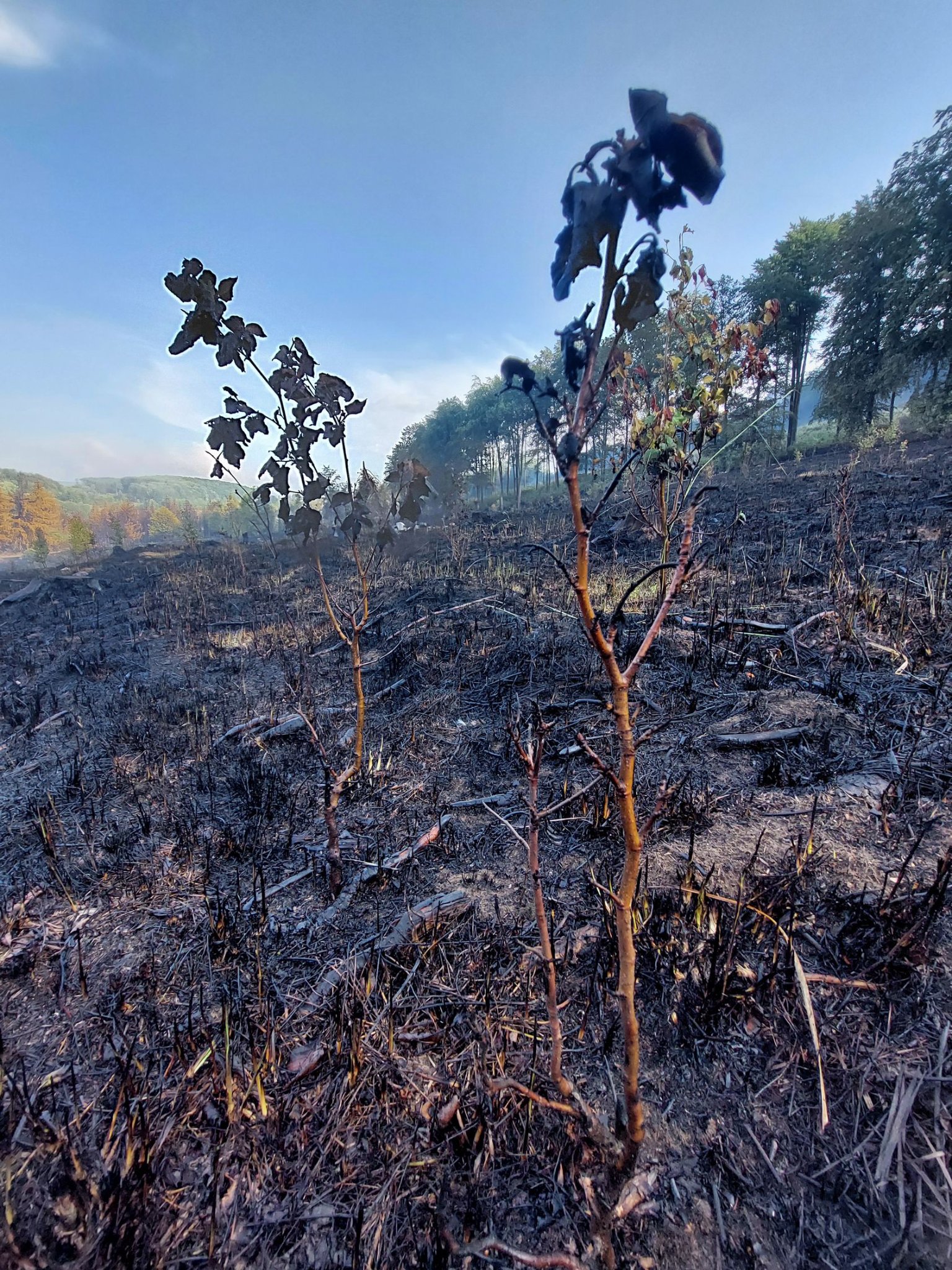 Erdőtűz a Bükkben: cél az élőhelyek helyreállítása