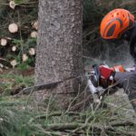 Hossztolót és általános erdészeti munkatársat keres a Zalaerdő