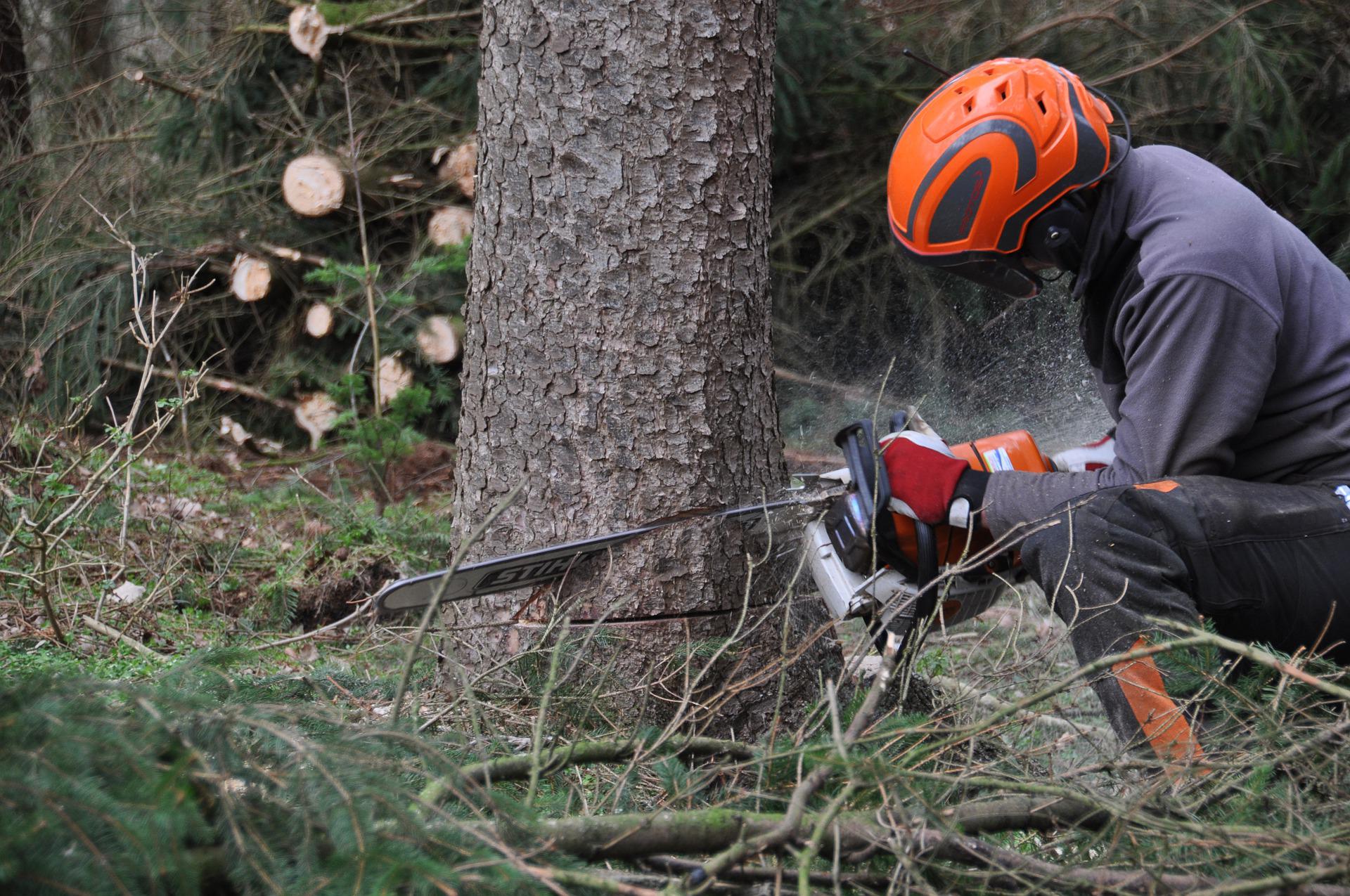 Pályázat fakitermelői munkák elvégzésére az Ipoly Erdő Zrt. Diósjenői Erdészeténél