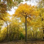 Megjelent a Magyarország erdeinek összefoglaló adatai 2021 című kiadvány
