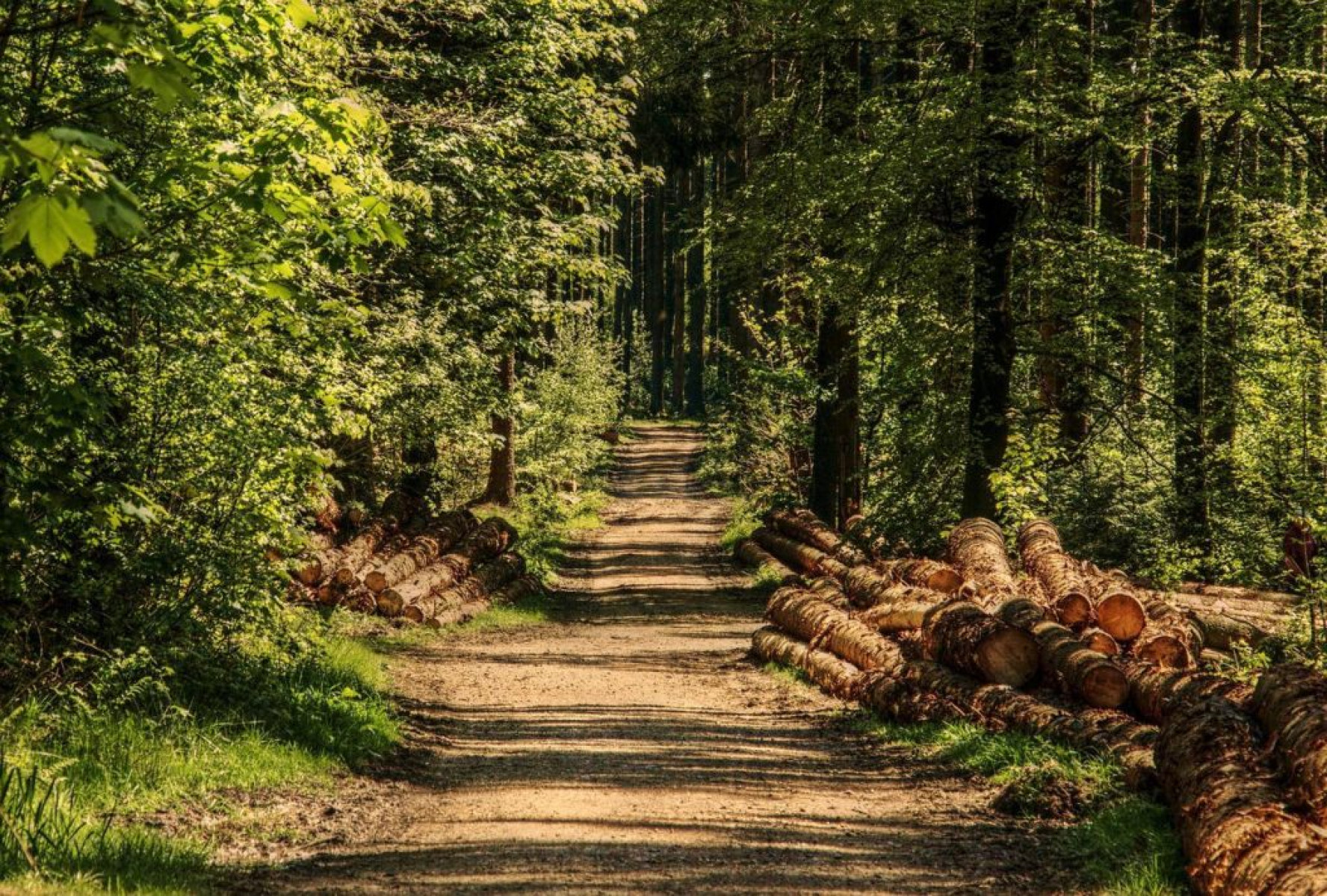 Ihárosi Péter: Az erdők védelme a kormányzati politika szerves része