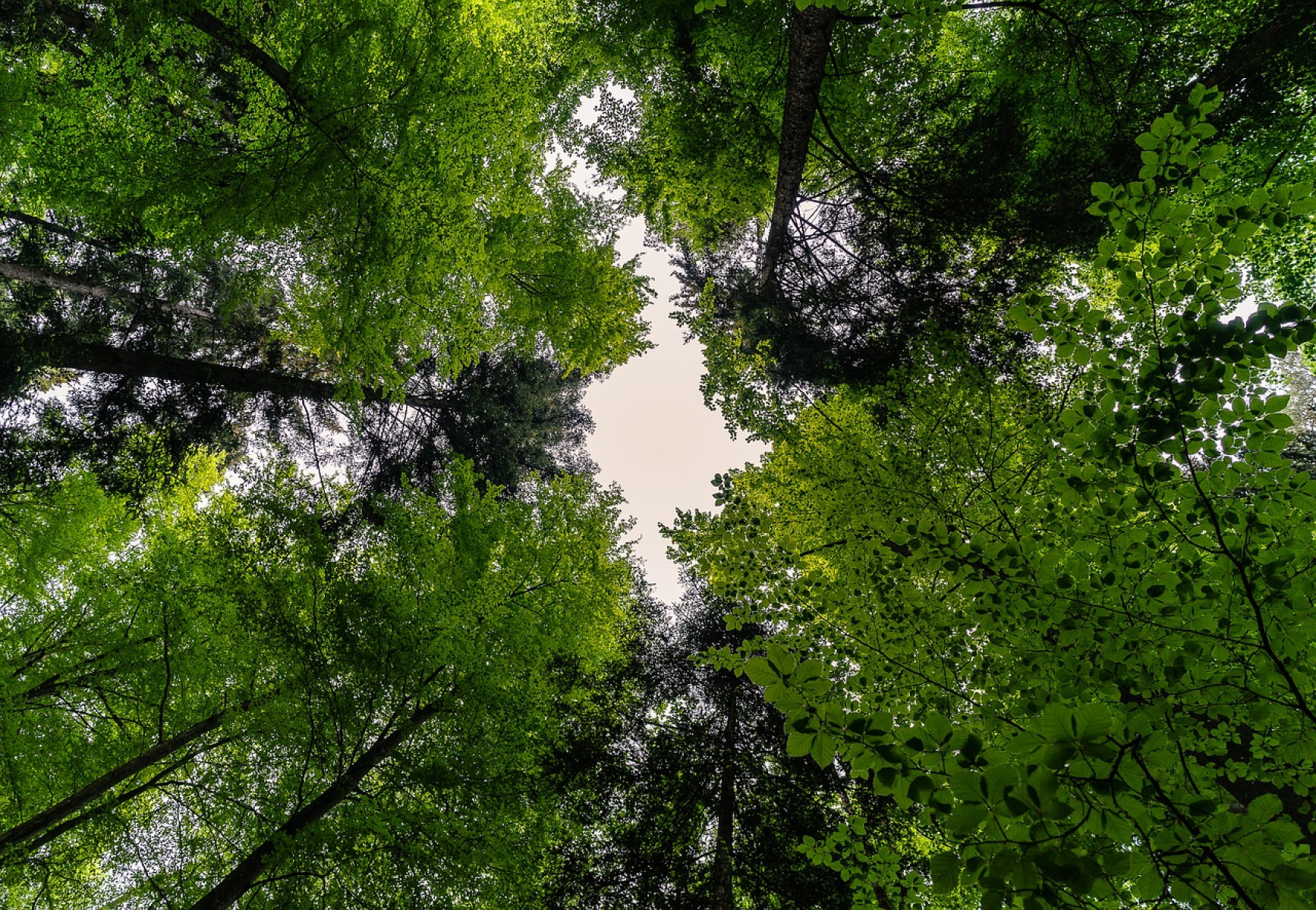 Az EU jogszabály elfogadását sürgeti a globális erdőirtás megfékezésére