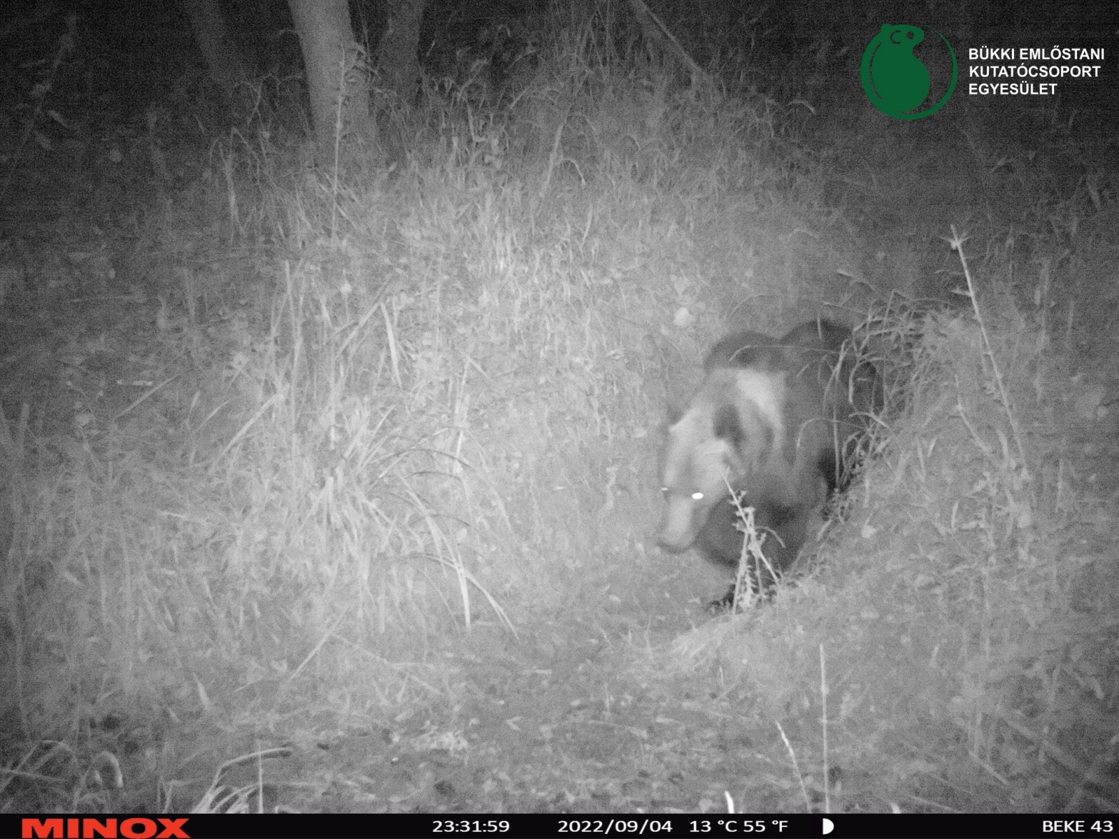 Barna medvét rögzített egy vadkamera a Bükkben (+KÉP)