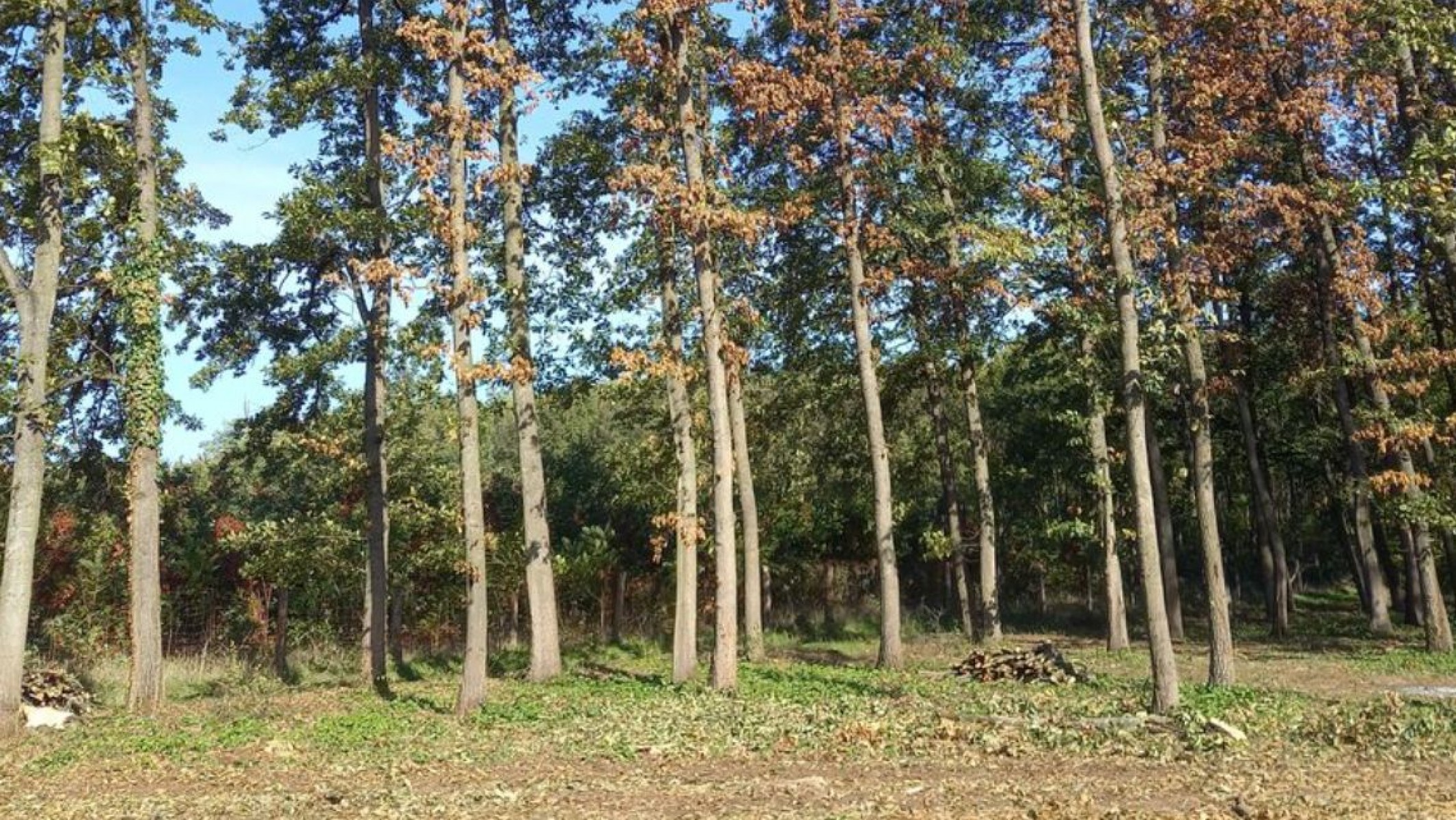 Két díszbogárfaj károsítása miatt zajlik fakitermelés Pósteleken
