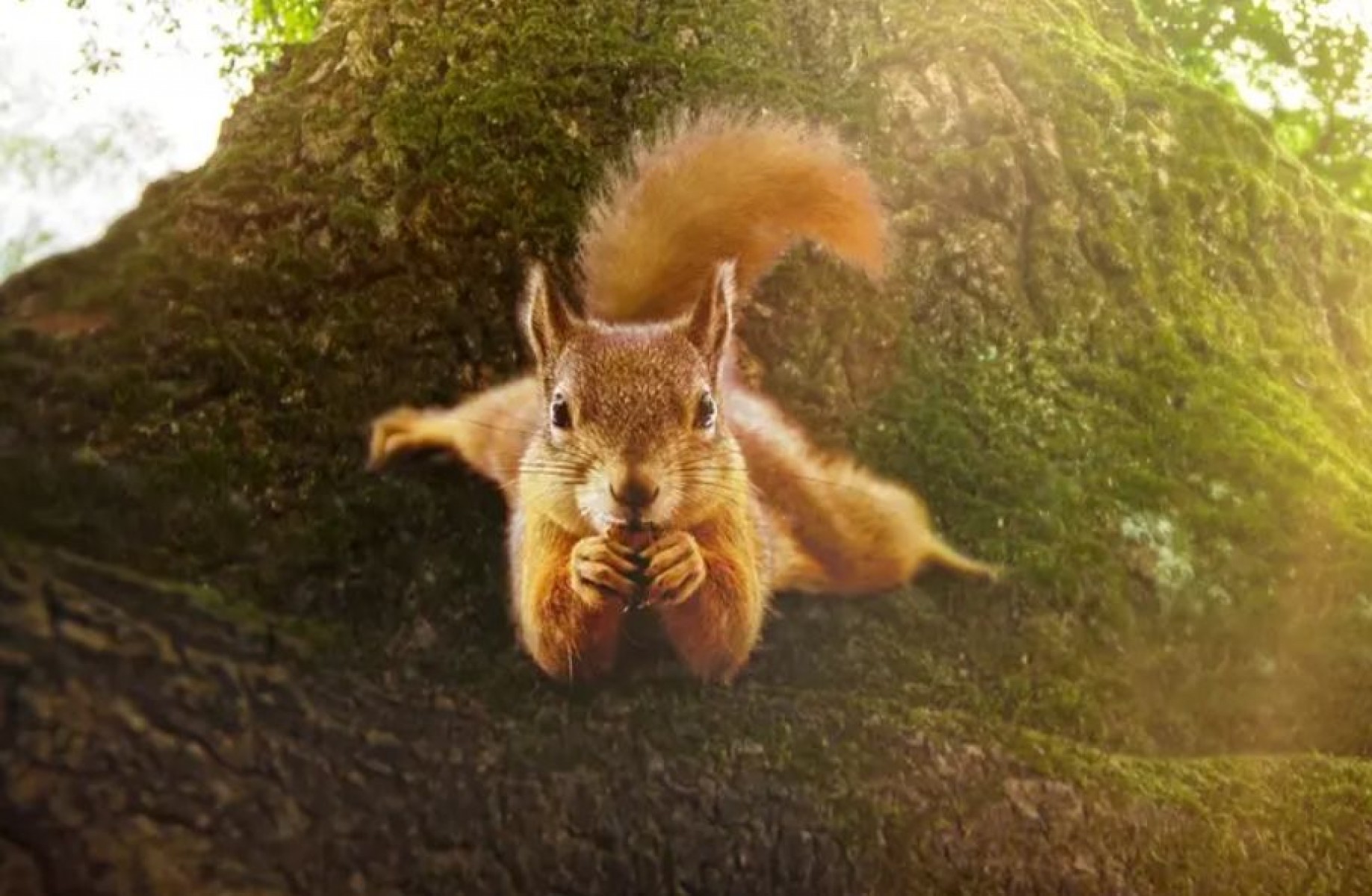Ezt a természetfilmet látni kell: 80 perc egy tölgyfa életéről (+Előzetes videó)