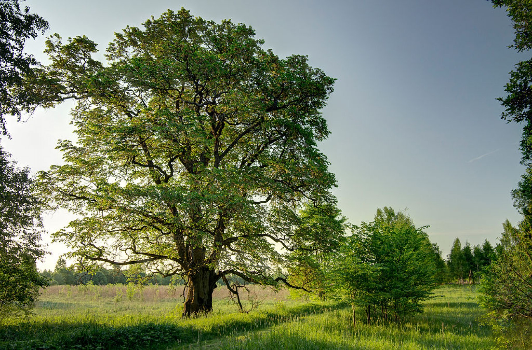 Év fája 2023: az ártéri ligeterdők fafaja kerül a fókuszba jövőre