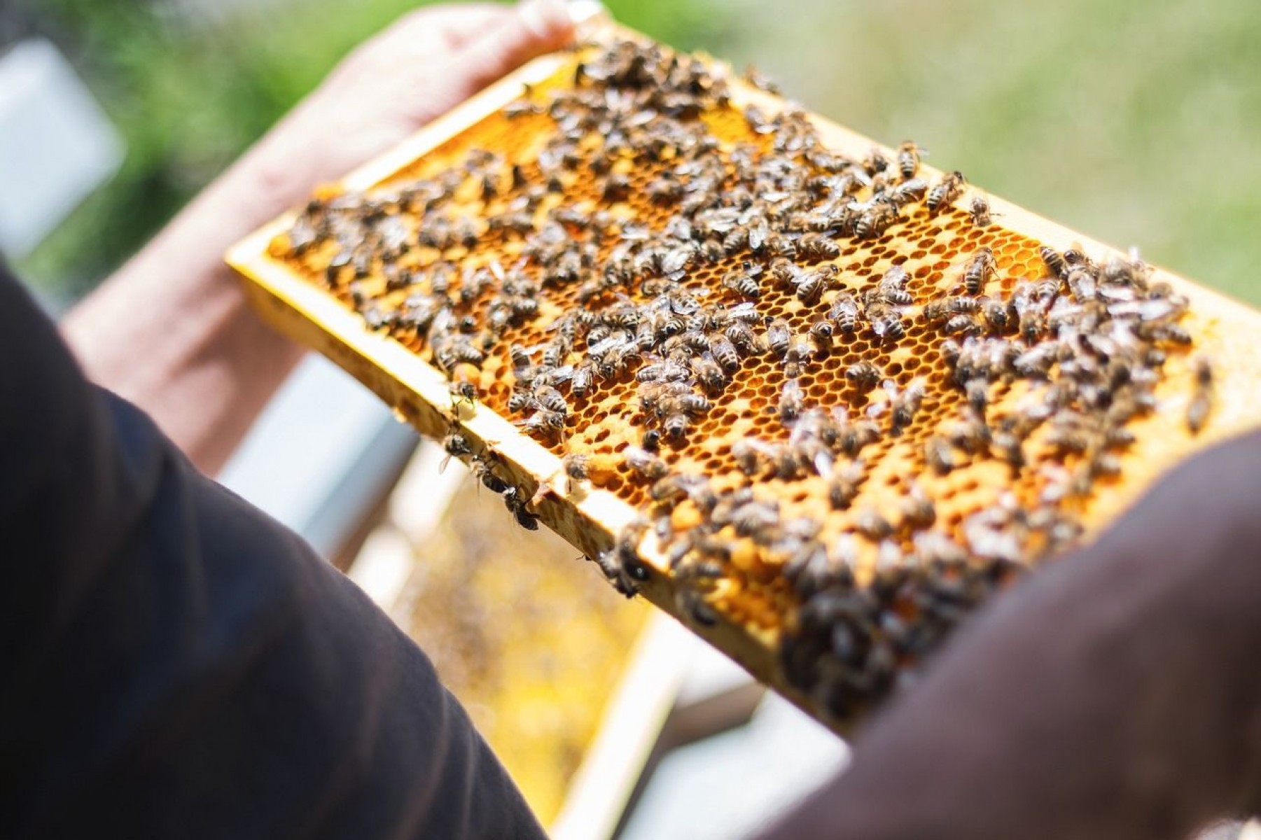 A szlovén méhészet felkerült az UNESCO kulturális örökség listájára