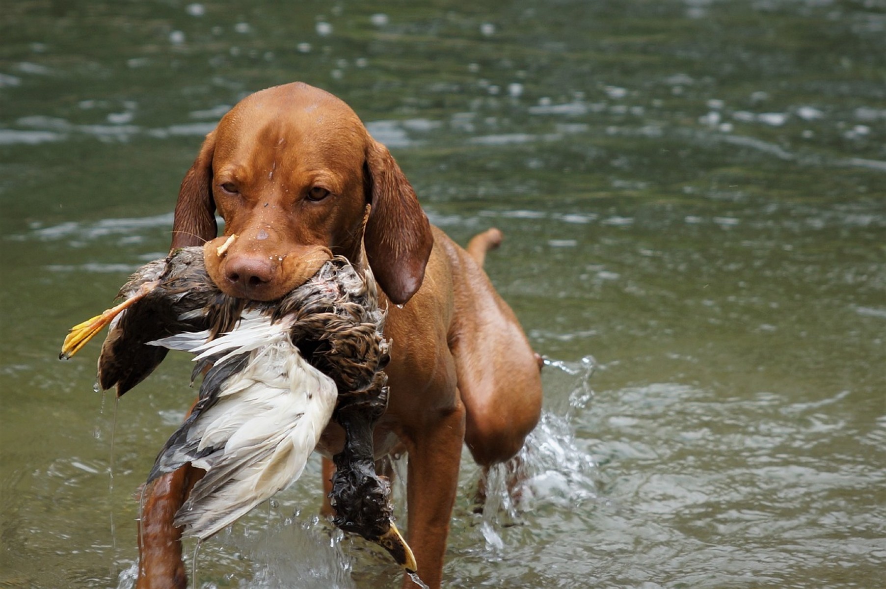 Segítik a hungarikum kutyafajták, és ezzel a  hagyományos vadászkultúra fennmaradását