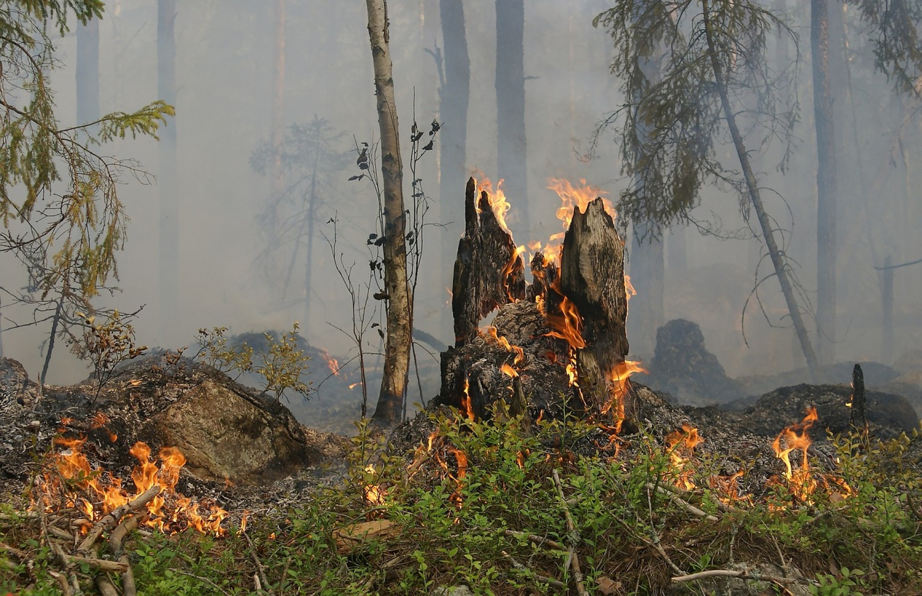 Csaknem 60 ezer hektár erdőt pusztított el a háború Ukrajnában