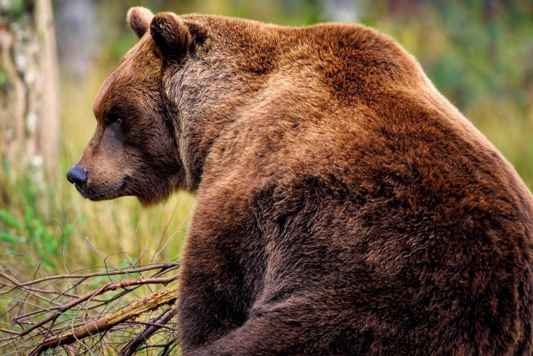 Medve szökött be az erdőből az állatkertbe