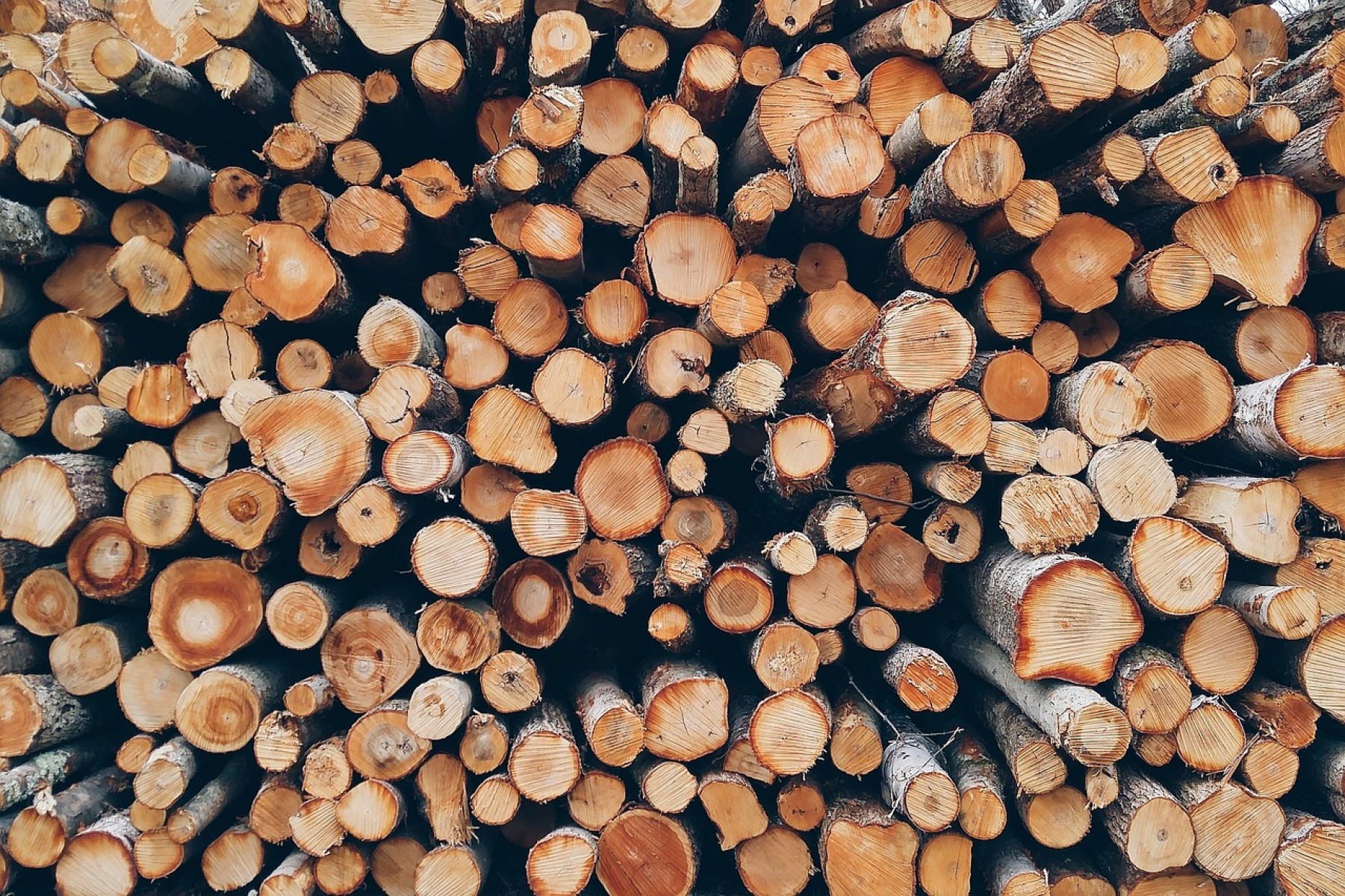 Majdnem hárommillió forint bírság tövénytelen fakitermelés miatt